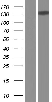 CTCF Human Over-expression Lysate