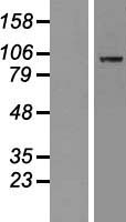 MAP4K5 Human Over-expression Lysate