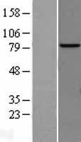 AP4B1 Human Over-expression Lysate