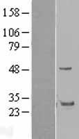 GRAP Human Over-expression Lysate