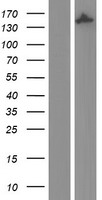 IQGAP2 Human Over-expression Lysate