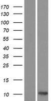 CCL27 Human Over-expression Lysate
