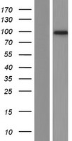 iASPP (PPP1R13L) Human Over-expression Lysate
