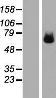 LILRB1 Human Over-expression Lysate