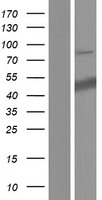 SURF6 Human Over-expression Lysate