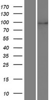 LZTR1 Human Over-expression Lysate