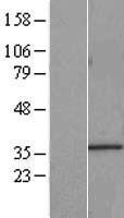 HNRNPA0 Human Over-expression Lysate