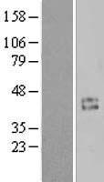 Cyclin (CCNI) Human Over-expression Lysate