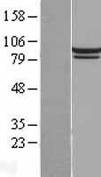 Mitofilin (IMMT) Human Over-expression Lysate