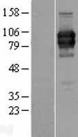 LILRA2 Human Over-expression Lysate