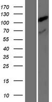 TDRKH Human Over-expression Lysate