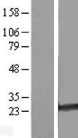 RAB35 Human Over-expression Lysate