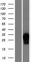 HOXA7 Human Over-expression Lysate