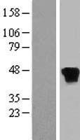 RP2 Human Over-expression Lysate