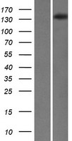 Helicase SKI2W (SKIV2L) Human Over-expression Lysate