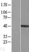 MMP23 (MMP23B) Human Over-expression Lysate