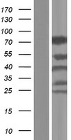 WASF2 Human Over-expression Lysate
