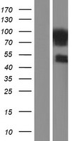 FAF1 Human Over-expression Lysate