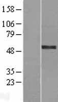 HYPE (FICD) Human Over-expression Lysate