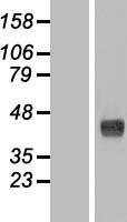 WDR45 Human Over-expression Lysate