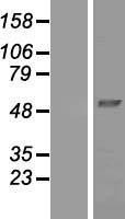 NDUFV1 Human Over-expression Lysate