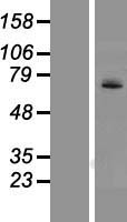 UGT1A4 Human Over-expression Lysate