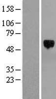 TFEB Human Over-expression Lysate
