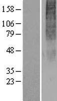 OR2H3 (OR2H2) Human Over-expression Lysate