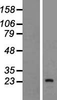 INSL6 Human Over-expression Lysate