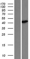 MA2 (PNMA2) Human Over-expression Lysate