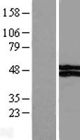 VSIG4 Human Over-expression Lysate