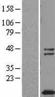 TUSC2 Human Over-expression Lysate
