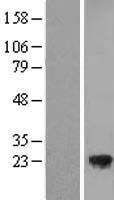 TMED3 Human Over-expression Lysate