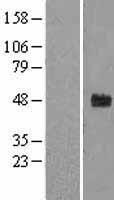 FBXW2 Human Over-expression Lysate