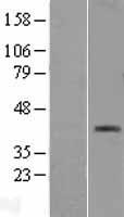 EDG7 (LPAR3) Human Over-expression Lysate