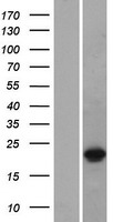 DUX3 Human Over-expression Lysate