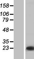 RRAS2 Human Over-expression Lysate