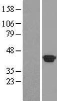 HSPBP1 Human Over-expression Lysate