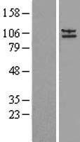 alpha Adaptin (AP2A2) Human Over-expression Lysate