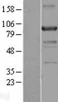 Centaurin beta 2 (ACAP2) Human Over-expression Lysate