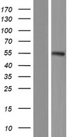 NARF Human Over-expression Lysate