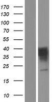 OR7C2 Human Over-expression Lysate