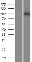 NFAT1 (NFATC2) Human Over-expression Lysate