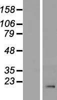 FLRT2 Human Over-expression Lysate