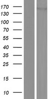 DROSHA Human Over-expression Lysate
