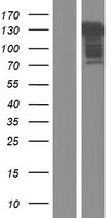 FHOD1 Human Over-expression Lysate
