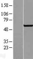 SGK3 Human Over-expression Lysate
