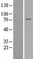 GPSM2 Human Over-expression Lysate