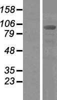 ALIX (PDCD6IP) Human Over-expression Lysate
