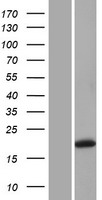 Gremlin 1 (GREM1) Human Over-expression Lysate